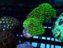 Softie Frag Lobophytum Bright Green