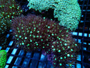Starburst Polyp rock
