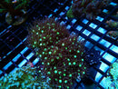 Starburst Polyp rock