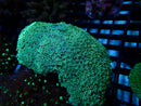 Tubipora Musica Pipe Organ Coral medium