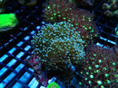 Sarcophyton Medium