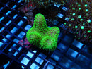 Lobophytum Bright Green small
