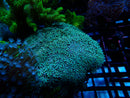 Tubipora Musica Pipe Organ Coral medium