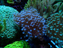 Sarcophyton Medium