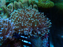 Sarcophyton Medium