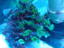Clavularia spp Clove polyp medium