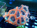 Acanthastrea bowerbanki Medium