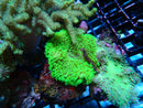 Lobophytum Bright Green small