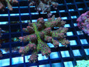 Ultra Acro small