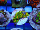Zoa Frag Rasta