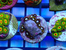 Zoa Frag