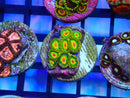 Zoa Frag Rasta