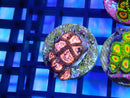 Zoa Frag Pink Zipper