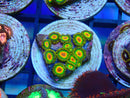 Zoa Frag Rasta
