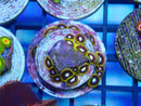 Zoa Frag