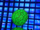 Fungia dome green