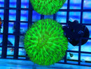 Fungia dome green