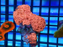 Pink Goni Rock
