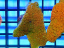 Bernardpora small