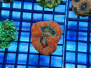 Acanthastrea bowerbanki small