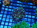 Heliofungia small