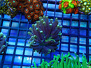 Heliofungia small