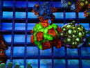Zoa Frag Combo with Frankies Flu