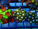 Zoa Frag