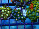 Zoa Frag
