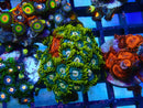 Zoa Frag