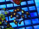 Zoa Frag