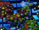 Zoa Frag Combo