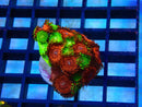 Zoa Frag Combo with Frankies Flu