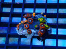 Zoa Frag