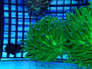 Heliofungia bright green medium