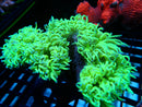 Elegance Medium Ultra (Rare super green)