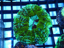 Green Speckle Desh medium