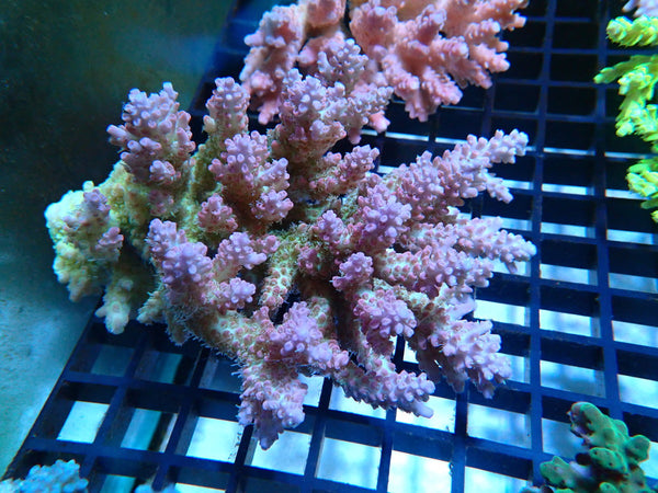 Ultra Acropora medium