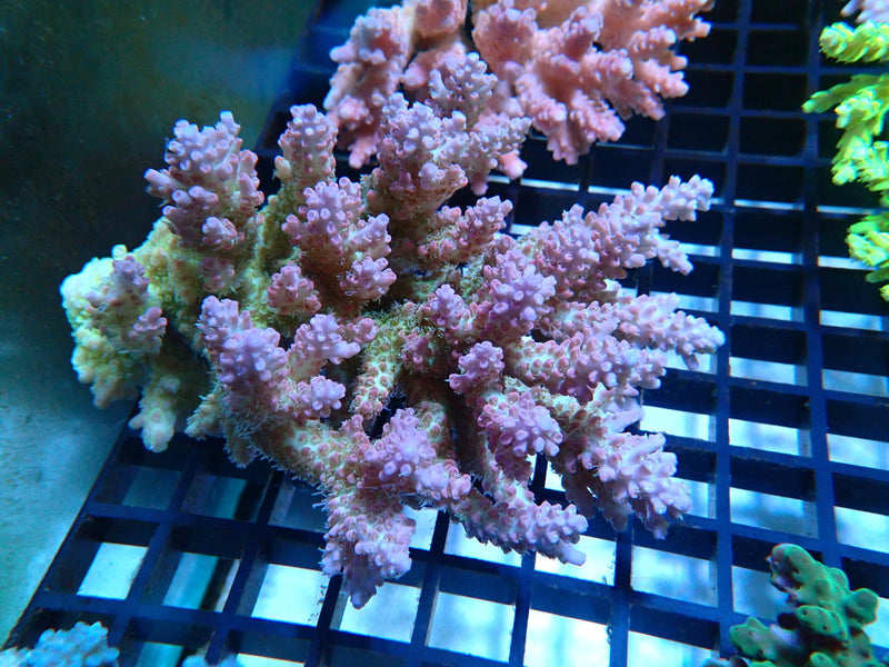 Ultra Acropora medium