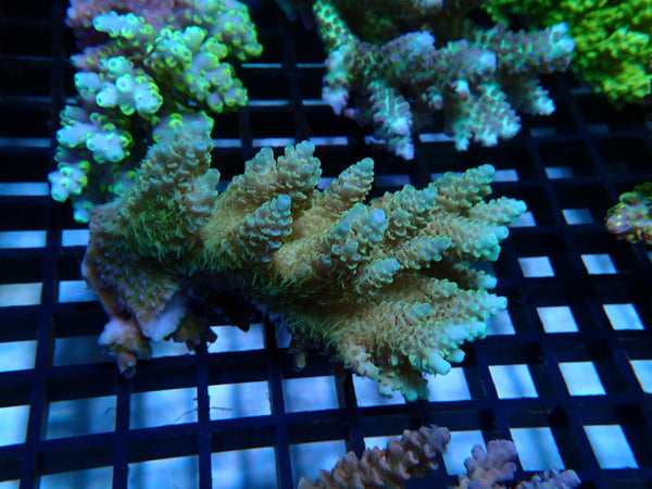 Ultra Acropora medium