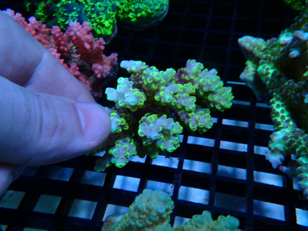 Ultra Acropora