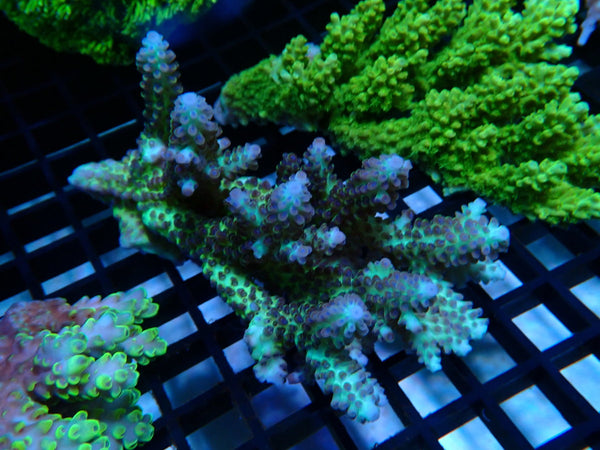 Ultra Acropora medium