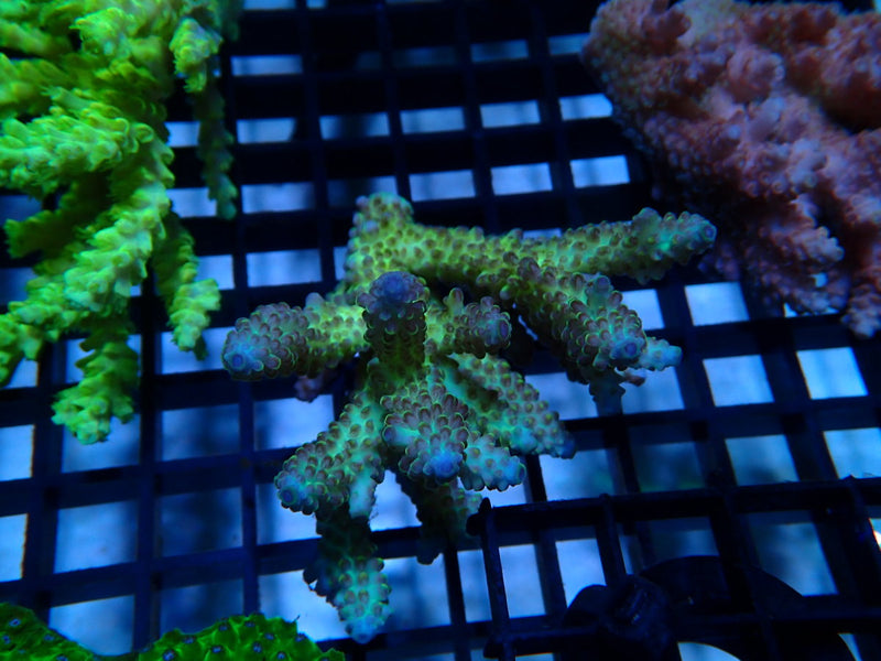 Ultra Acropora