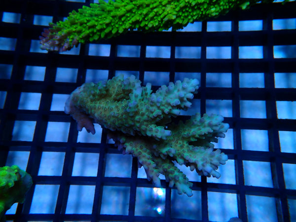 Ultra Acropora