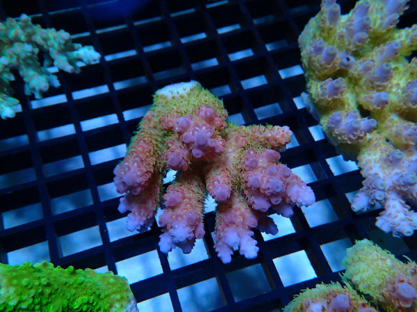 Ultra Acropora small