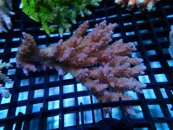 Ultra Acropora medium