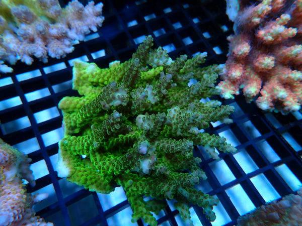 Ultra Acropora medium