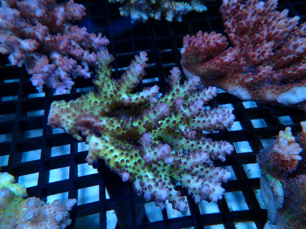 Ultra Acropora medium