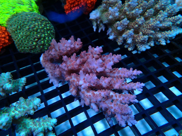 Ultra Acropora medium