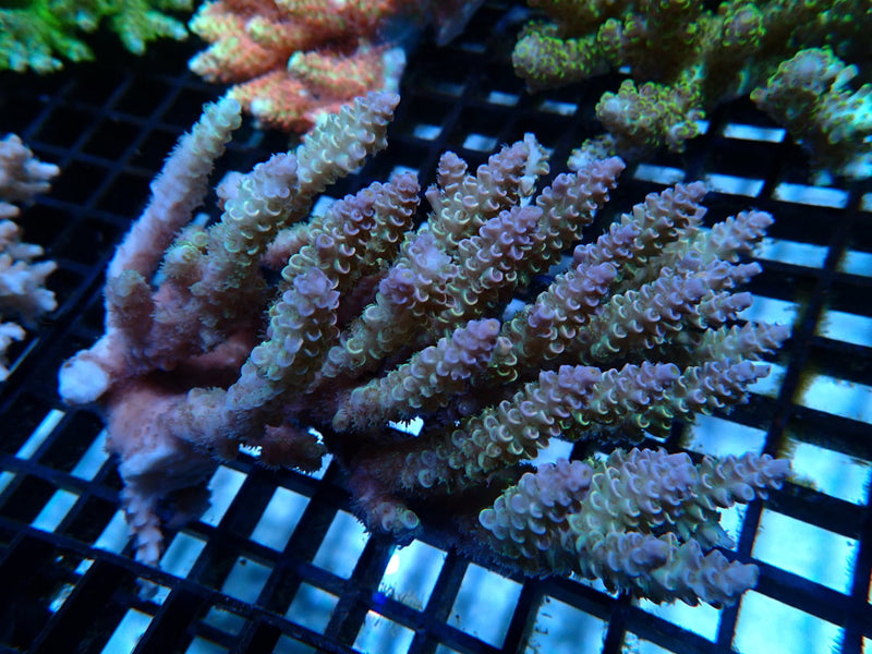 Ultra Acropora medium